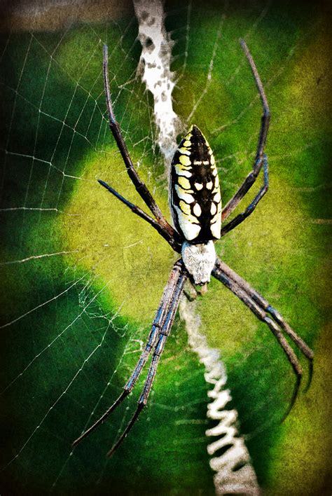 Writing Spider Photograph by Kelly Nowak - Pixels