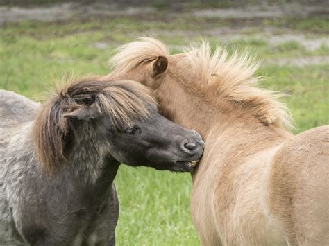 10 Fun Facts About Miniature Horses - Forever Horse Crazy