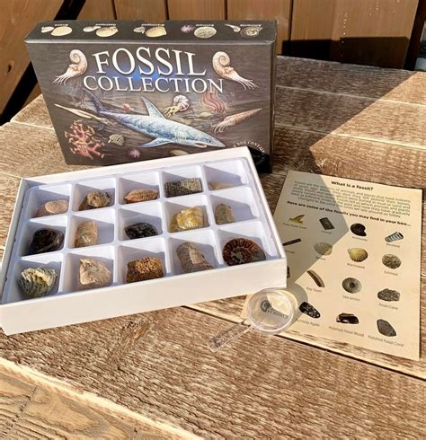 Fossil Collection Kit Contains 15 Real Fossils Fossil | Etsy