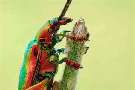 What Do Beetles Eat? + The Ultimate DIY Beetle Food Recipe!