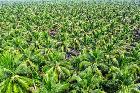 Aerial View of Coconut Palm Trees Plantation. Stock Photo - Image of natural, garden: 170313334