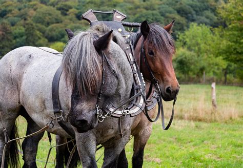 Beautiful pair of horses in yoke wearing a bridle and | Etsy