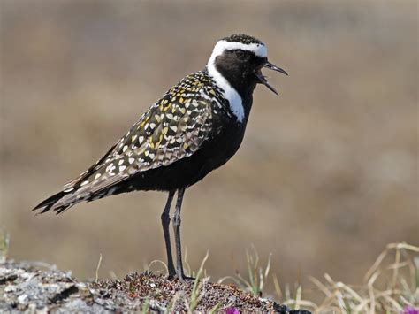 American Golden-Plover - eBird