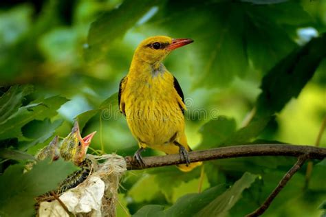 Eurasian Golden Oriole Oriolus Oriolus - Male Sitting Near the Nest ...