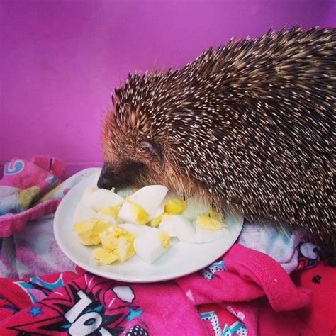 3 Ways to Care for a Hedgehog with Wobbly Hedgehog Syndrome