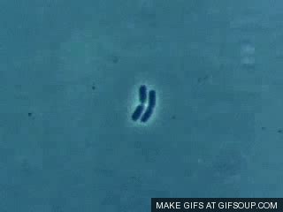 bacteria GIF - Find & Share on GIPHY | Microscopic photography, Biology, Medical student study