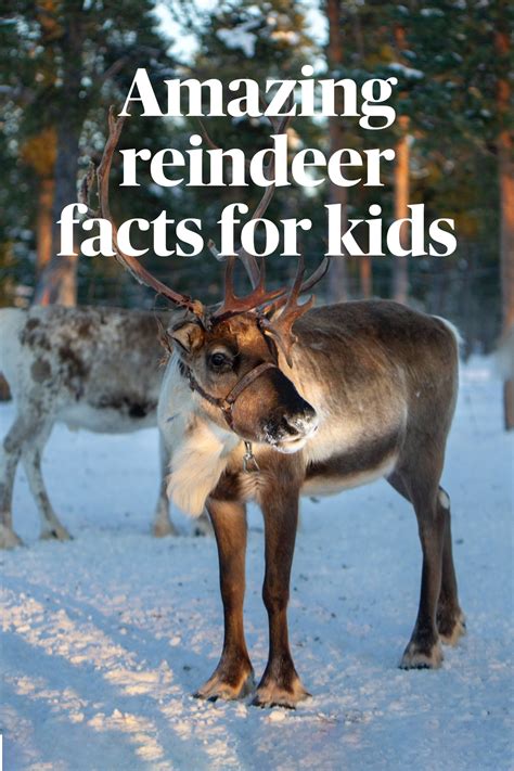 Reindeer Facts for Kids - Kids Play and Create | Reindeer facts, Fun ...