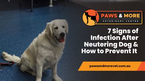 7 Signs of Infection After Neutering Dog & How to Prevent It - Paws and More Vet