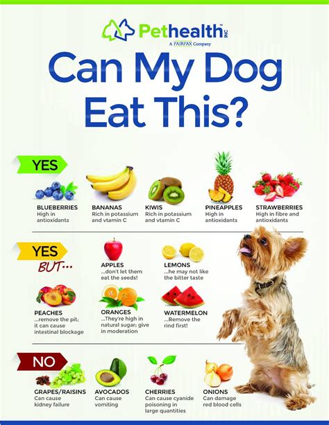 Are Bananas Good For Dogs With Kidney Disease