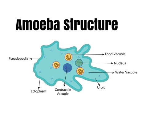 Vector illustration of amoeba anatomy. Educational structure 29892350 ...