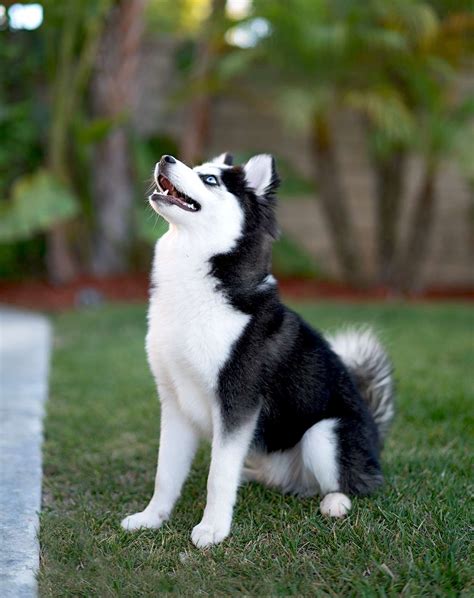 Pomsky Puppies With Blue Eyes Full Grown