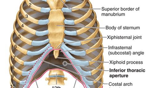 Back Rib Cage Muscles : Rib Cage Muscles - Pin On Back Pain - As in the typical ...