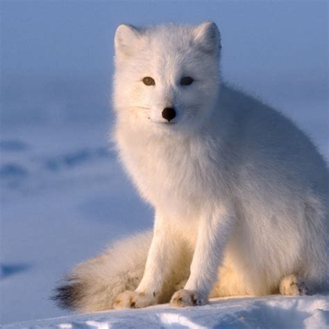 Arctic Fox In The Tundra