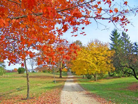 Path In Autumn Trees Free Stock Photo - Public Domain Pictures