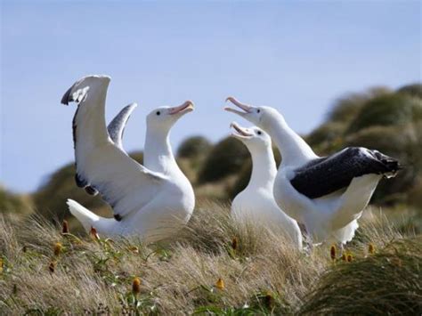 Wildlife Cruise of New Zealand Subantarctic Islands. Helping Dreamers Do