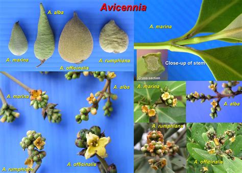 How can I grow Avicennia marina?