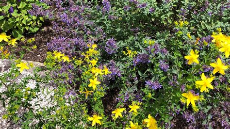 Growing Wild Herbs in Your Garden — Solidago School of Herbalism