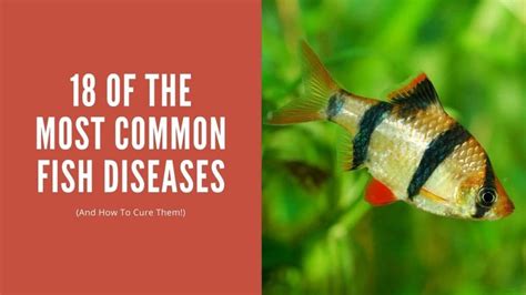 18 Common Diseases Your Fish May Have (And How to Cure Them ...