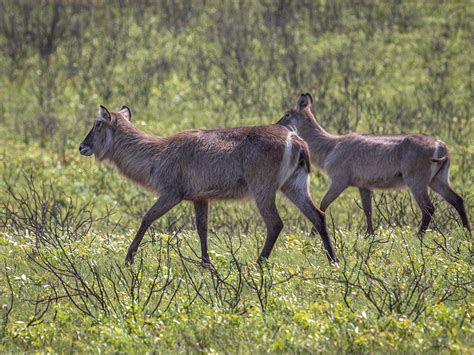 2022-10 iSimangaliso Wetland Park on Behance