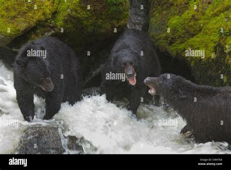 USA, Alaska, Tongass National Forest, Anan Wildlife Observatory, Black ...