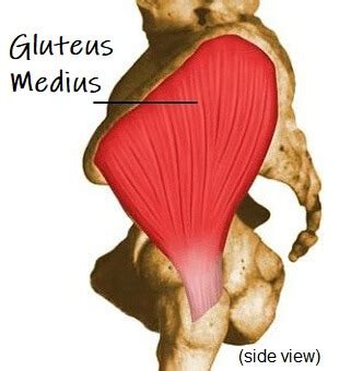 Gluteus Medius Muscle: Anatomy & Function - Knee Pain Explained