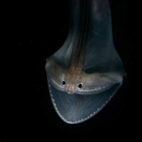 The Gulper eel (also known as Pelican eel), can be found in the ...