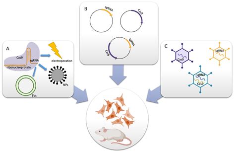 IJMS | Free Full-Text | CRISPR/Cas9: Principle, Applications, and ...