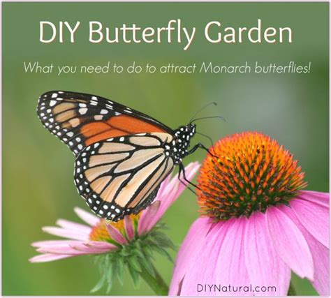 DIY Butterfly Garden: Attract Monarch Butterflies to Your Butterfly Garden