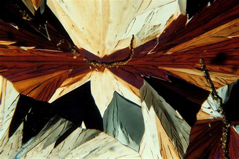 Picric acid crystals | Nikon’s Small World