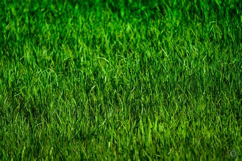 Green Grass Background Texture - High-quality Free Backgrounds