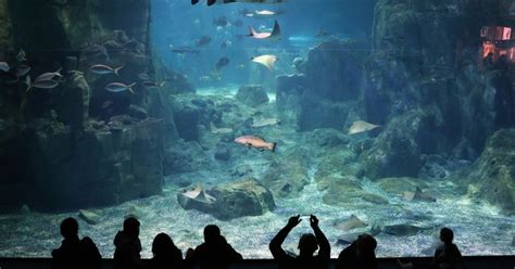 Istanbul: Istanbul Aquarium Ticket & Shuttle Bus from Taksim | GetYourGuide