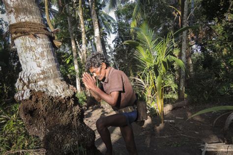 Toddy Tapping, a Traditional Sri Lankan Job, Faces Extinction