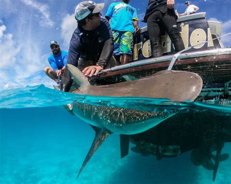 Shark Tagging - Ocean Conservation | The International SeaKeepers Society