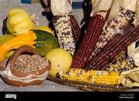 Squash, maize, and beans, the three sisters of Native American agriculture. Digital photograph ...