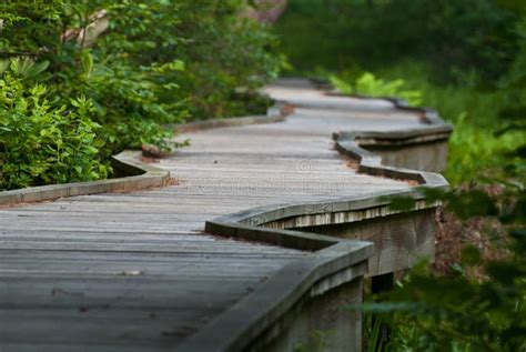 A Long Elevated Walkway In The Forest Royalty Free Stock Photography - Image: 23505277