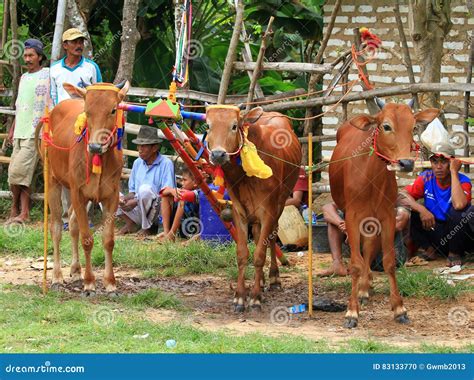 KARAPAN SAPI editorial image. Image of male, herd, event - 83133770