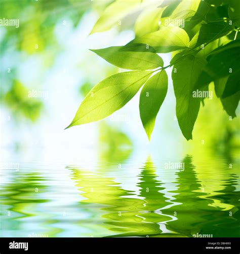 Green Leaves.Nature background Stock Photo - Alamy