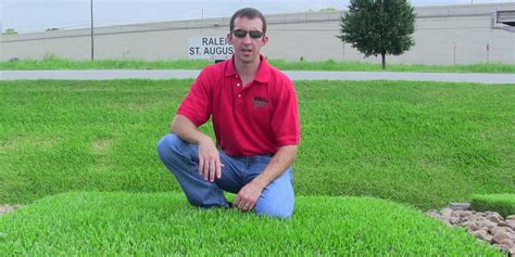 St. Augustine Grass Sod Types - Pearland - Houston Grass TX