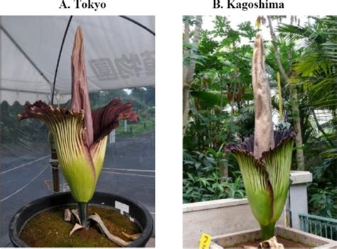 Titan arum grown in Tokyo (A) and Kagoshima (B), two locations in Japan ...