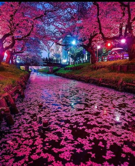 GARDEN SHELTER, table, backtard, blossoms, garden, shelter, HD ...