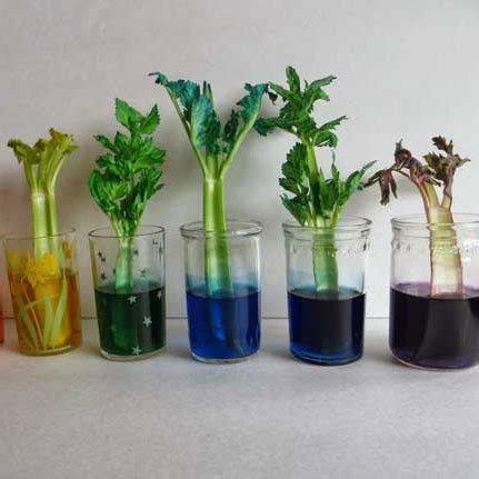 Science-U @ Home / How Do Plants Drink Water? Experiment