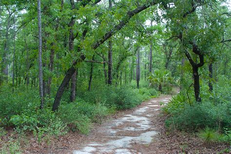 Silver Springs Sandhill Nature Trail | Florida Hikes!