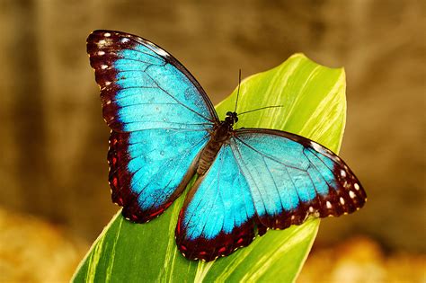 Blue morpho butterfly | Maja & Marko | Flickr