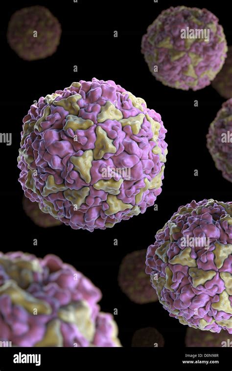 Structure Human Rhinovirus (PDB 4RHV). Rhinoviruses are most common viral infective agents in ...