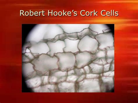 14. Robert Hooke's Cork Cells ... | Robert hooke, Microscope, History