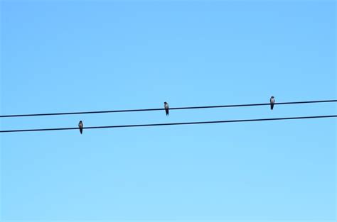 Premium Photo | Birds on power line with blue sky background