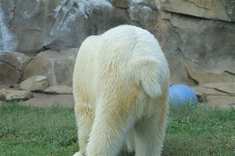 Fotos gratis : blanco, fauna silvestre, Zoo, mullido, mamífero, saludable, oso polar, cabra de ...