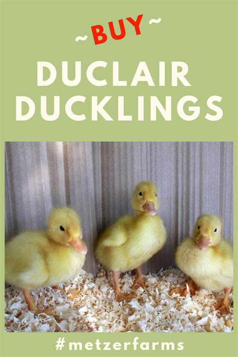 These White Duclair Ducklings were originally developed in France but ...