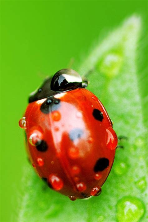 Ladybug Macro Wallpaper - Ladybug On A Leaf - 640x960 Wallpaper - teahub.io