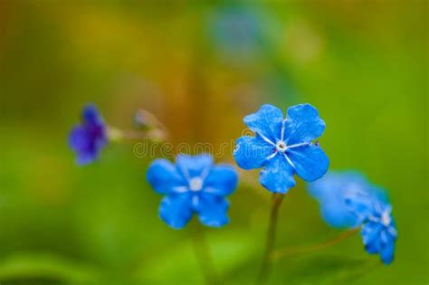 Myosotis Beautiful Blue Forest Flower in Spring Bloosom Stock Photo - Image of fresh, blooming ...